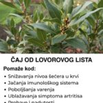 ČAJ 0D L0V0R0V0G LISTA