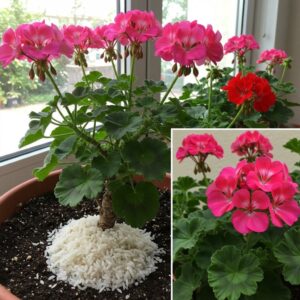 516707157_10228346445596467_373851638891630771_n