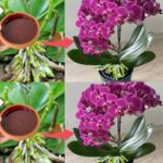 SIPAO SAM OVO NA KORIJENJE! Odjednom je orhideja procvjetala sa mnogo grana i pustila zdravo korijenje.