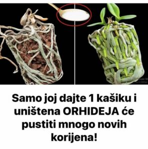 520609772_10228436941458807_9015795150735999464_n