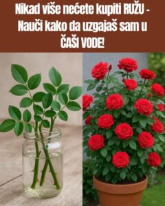 533900678_10228727601005114_4156469330590365588_n