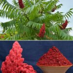 Ako vidite ovo drvo, sjedite na zlatu, a da toga niste ni svjesni! Većina ljudi ne…!