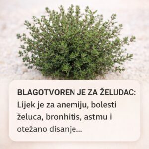 605805610_1190282943205649_3287647210043589155_n