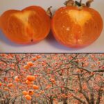 🍊 VOĆE PUNO VITAMINA K0JE SPRJEČAVA SRČANE BOLESTI I SMANJUJE KISELOST KRVI🍊– pravo blago prirode koje jača imunitet i čisti organizam! 🌿💛