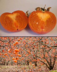 613671868_1374973994669124_3829409842250677263_n