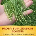PROTIV SVIH ŽENSKIH BOLESTI: Posebana biljka za liječenje ženskih problema i tegoba kao što su upale jajnika, mršavljenje, bolesti želuca…