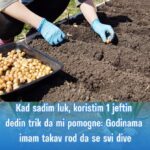 Kad sadim luk, koristim 1jeftin dedin trik da mi pomogne: Godinama imam takav rod da se svi dive