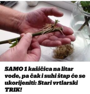 493075250_9810383802354607_5704456377526767830_n