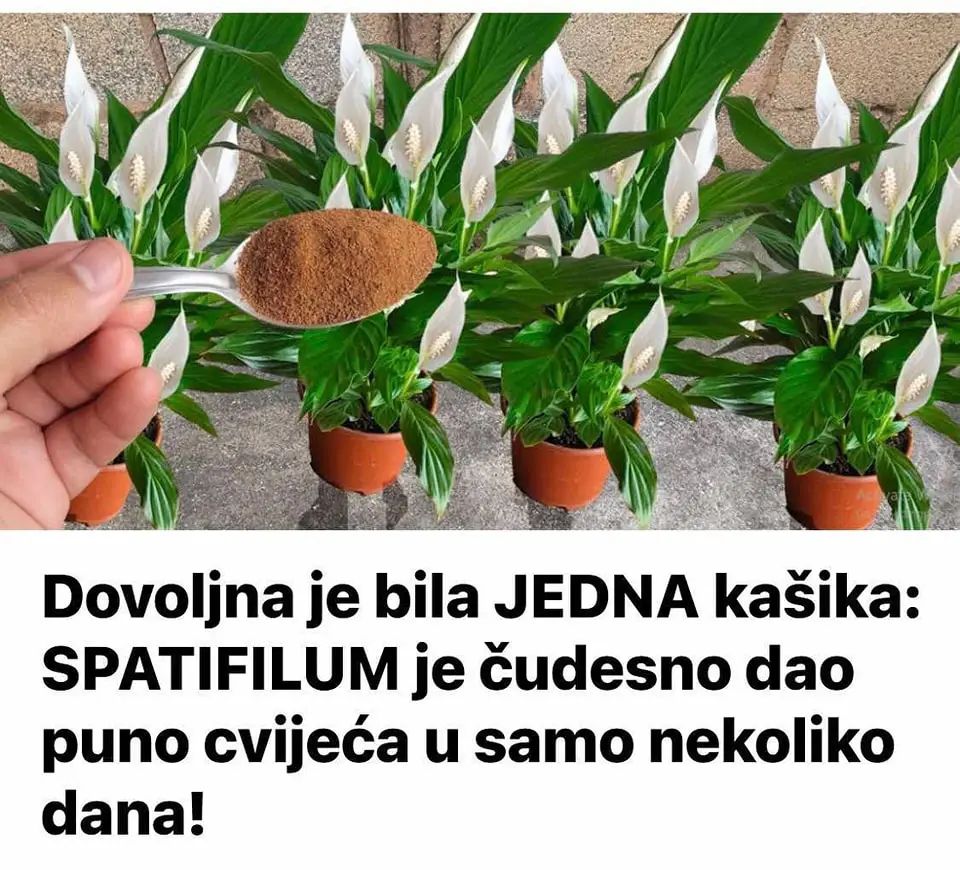 505524065_23985557001077383_1116075206537829595_n