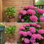 Sedam grešaka u održavanju hortenzije koje treba izbegavati kako biste imali bogat cvat tokom celog leta