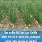Kad sadim luk, koristim 1 jeftin dedin trik da mi pomogne: Godinama imam takav rod da se svi dive