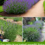 Evo zašto bi svi trebali posaditi živicu od lavande.