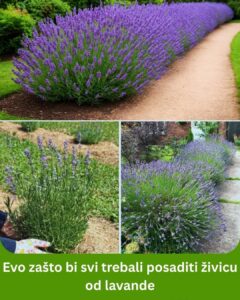 520893186_24192044303761984_5286553123999594215_n