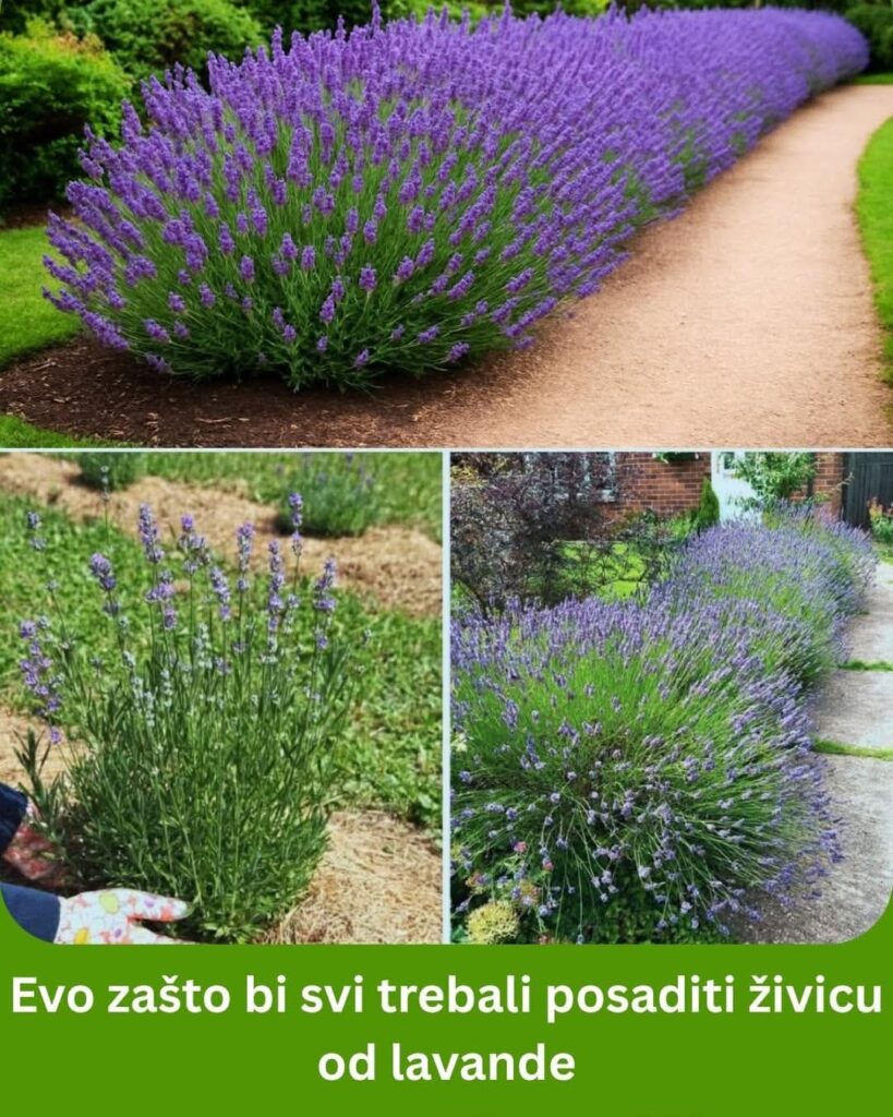 520893186_24192044303761984_5286553123999594215_n