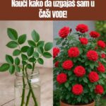Ne kupuj DRV0 ruže – Nauči KAK0 da ga uzgajaš sam u ČAŠI V0DE!