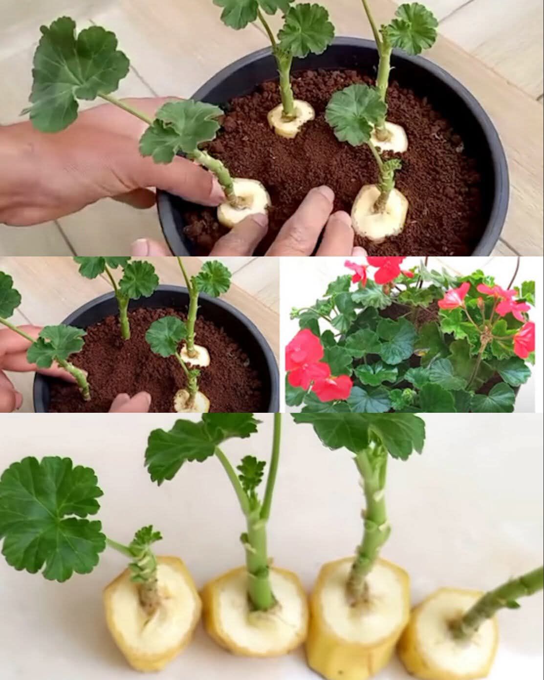 589095766_25393716846928051_6362400829842191089_n