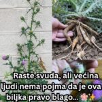 RASTE SVUDA,al većina ljudi nema pojma da je ova biljka pravo blago….