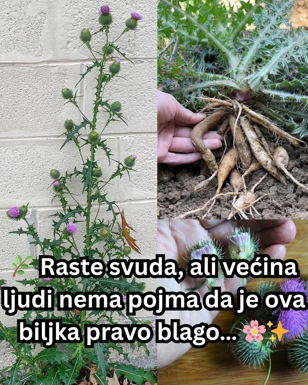 625906657_837789212628403_4586576316428286239_n