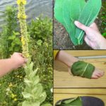 „Pronaći 0vu biljku je vrednije nego pronaći novac — većina ljudi ne zna da je to jedna od najmoćnijih biljaka, a raste svuda…”