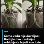 Samo voda nije dovoljna: Dodajte ovo u saksiju i orhideje će bujati kao lude…