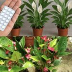 JEDNA TABLETA ZA MILION CVJETOVA – 3 TAJNE ZA BUJNO CVJETANJE