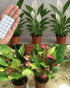 627671993_1455599625927450_93795613724510350_n