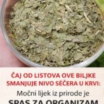 ČAJ OD LISTOVA OVE BILJKE SMANJUJE NIVO ŠEĆERA U KRVI: Moćni lijek iz prirode je SPAS ZA ORGANIZAM