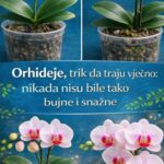 Orhideje – trik da traju godinama i uvijek budu bujne i snažne