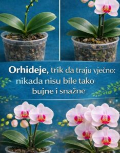 638318509_1319318373562663_2893886239829604627_n