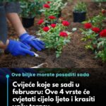 Cvijeće koje se sadi u februaru: 0ve 4 vrste će cvjetati cijelo ljeto i krasiti vašu terasu