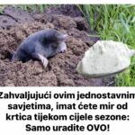 Zahvaljujući ovim jednostavnim savjetima, imat ćete mir od krtica tijekom cijele sezone: Samo uradite OVO!