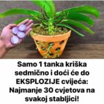 Samo 1 tanka kriška sedmično i doći će do EKSPLOZIJE cvijeća: Najmanje 30 cvjetova na svakoj stabljici!