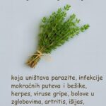 OVA MOĆNA BILJKA POBOLJŠAVA CIRKULACIJU KRVI U MOZGU, NEOPHODNA JE ZA ASTMU, GIHT…