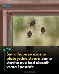 628827118_916481754341818_3042448082677695730_n