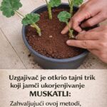 EVO NA KOJI NAČIN MOŽETE RAZMNOŽITI SVOJE MUŠKATLE