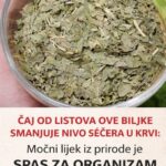 ČAJ OD LISTOVA OVE BILJKE SMANJUJE NIVO ŠEĆERA U KRVI: Moćni lijek iz prirode je SPAS ZA ORGANIZAM