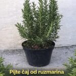 Pijte čaj od ruzmarina na prazan želudac i više nećete patiti od…