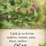 Lijek je za krvne sudove,reumu,rane, živce, stolicu – ČIČAK