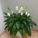 Ljiljan mira, zaboravi vodu: zalij ga ovim i trajaće ti zauvijek….