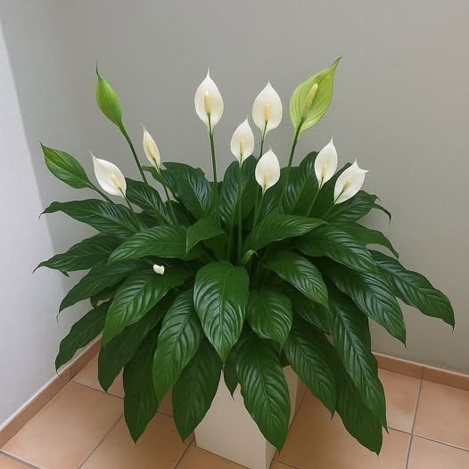 646150212_922724107050916_5871615853547830203_n