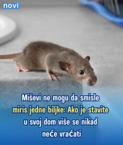 646872536_922381660418494_3405903473635521279_n