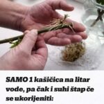 SAMO 1 kašičica na litar vode, pa čak i suhi štap će se ukorijeniti: Stari vrtlarski TRIK!
