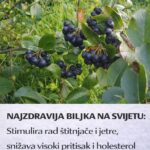 NAJZDRAVIJA BILJKA NA SVIJETU: Stimulira rad štitnjače i jetre, snižava visoki pritisak i holesterol te smanjuje rizik od rak