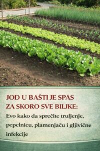 649893285_122112496287242135_3541620002339790008_n