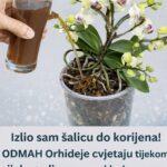 Izlio sam šalicu do korijena! 0DMAH Orhideje cvjetaju tijekom cijele godine na ovaj jednostavan način.