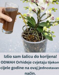 651239822_1336367958524371_4001071289235516150_n