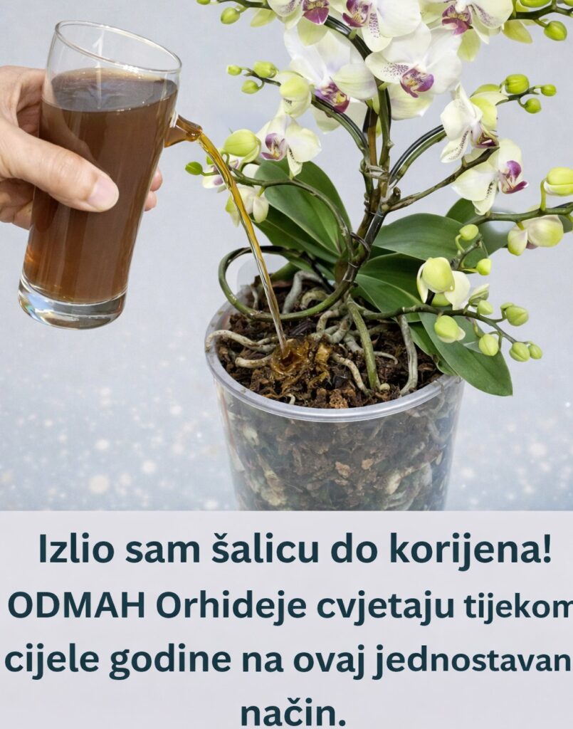 651239822_1336367958524371_4001071289235516150_n