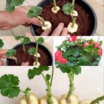 GENIJALAN METOD ZA RAZMNOŽAVANJE PELARGONIJA – IMAT ĆETE TOLIKO CVIJEĆA DA MOŽETE UKRASITI CIJELU KUĆU