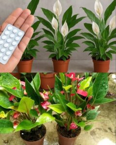 652313414_122153125502729269_678511833647674527_n