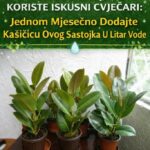 RASTVOR KOJI KORISTE ISKUSNI CVJEĆARI: Jednom Mjesečno Dodajte Kašičicu Ovog Sastojka U Litar Vode